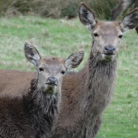 Exmoor Bnb In Withypool On Two Moors Way Exteriér fotografie