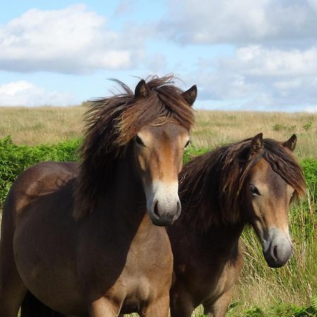 Exmoor Bnb In Withypool On Two Moors Way Exteriér fotografie