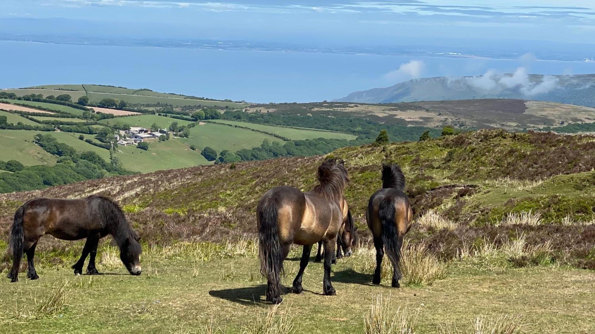 Exmoor Bnb In Withypool On Two Moors Way Exteriér fotografie
