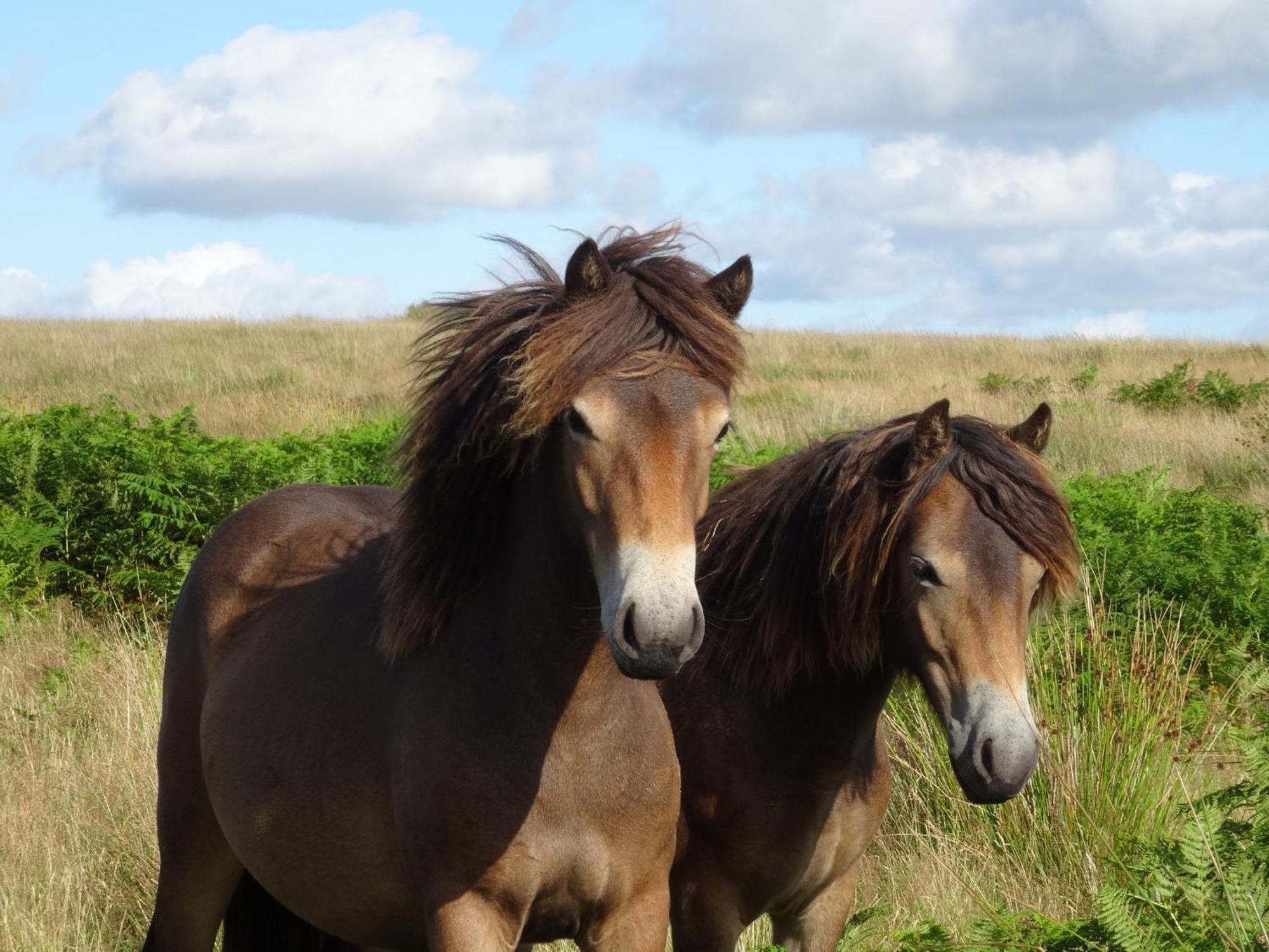 Exmoor Bnb In Withypool On Two Moors Way Exteriér fotografie